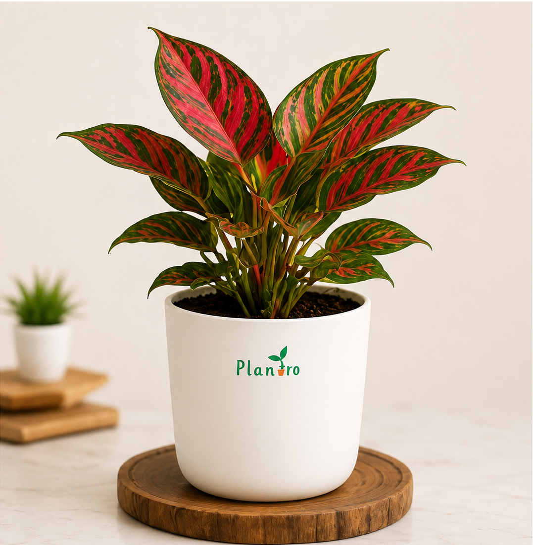 Beautiful plant in modern home