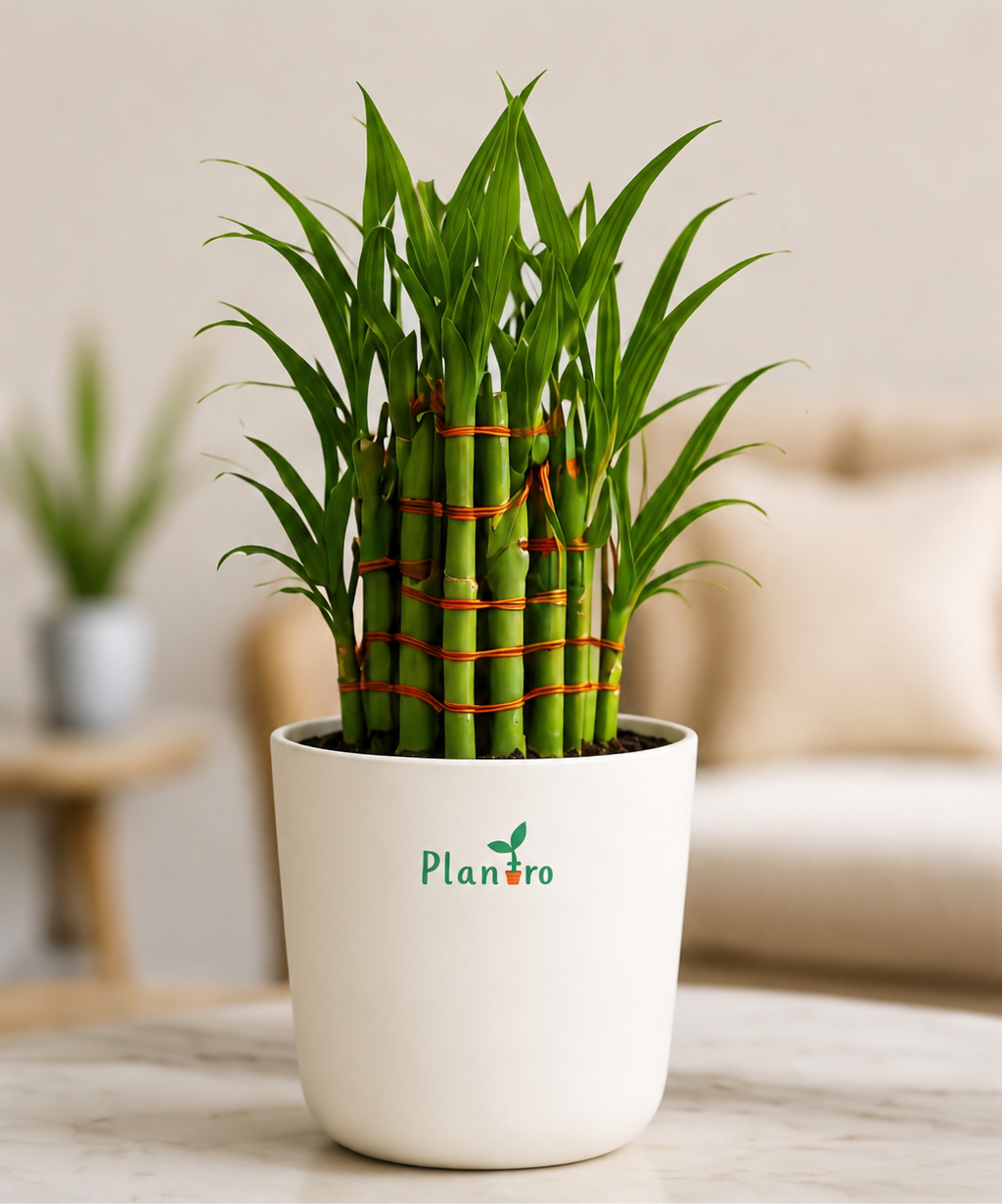 Lucky Bamboo Plant
